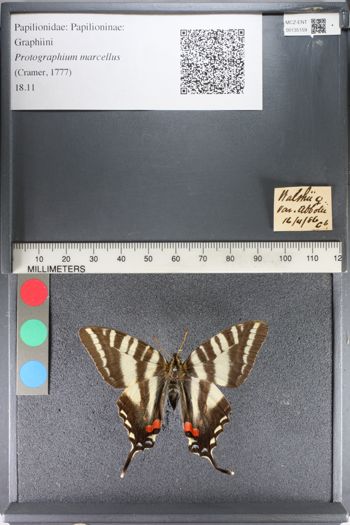 Media type: image;   Entomology 135159